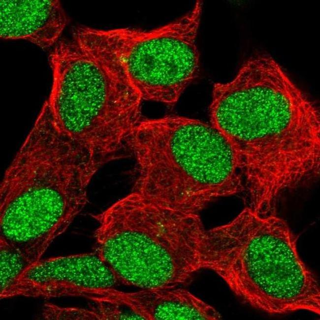 ZBED6 Antibody in Immunocytochemistry (ICC/IF)