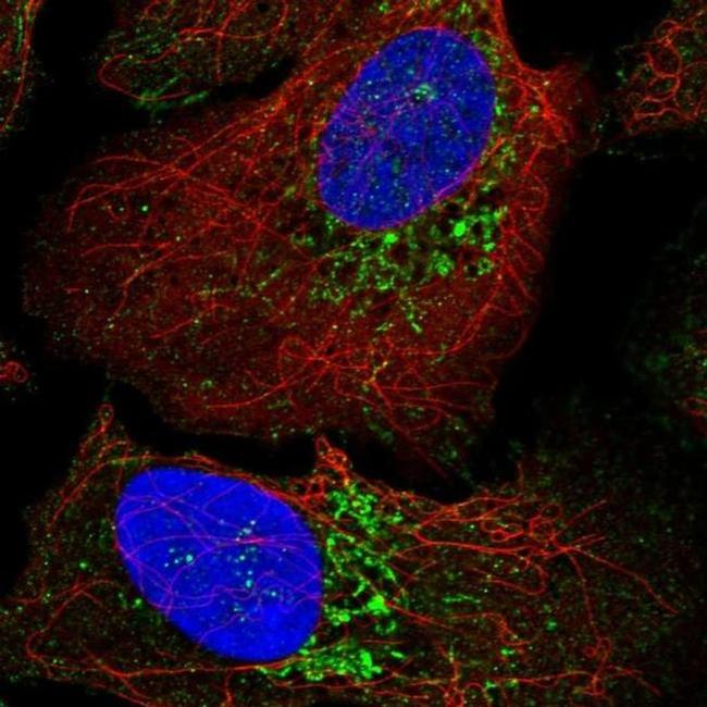 WARS2 Antibody in Immunocytochemistry (ICC/IF)