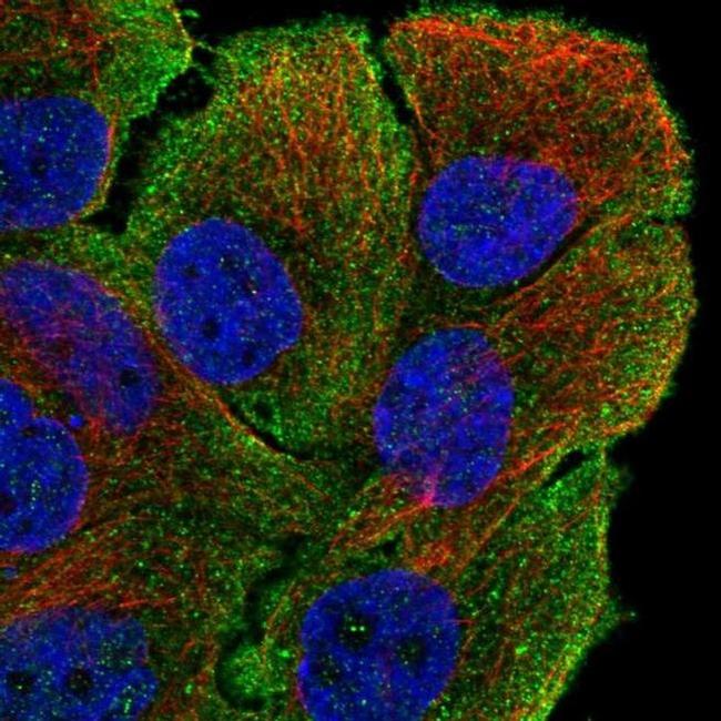 MYO5B Antibody in Immunocytochemistry (ICC/IF)