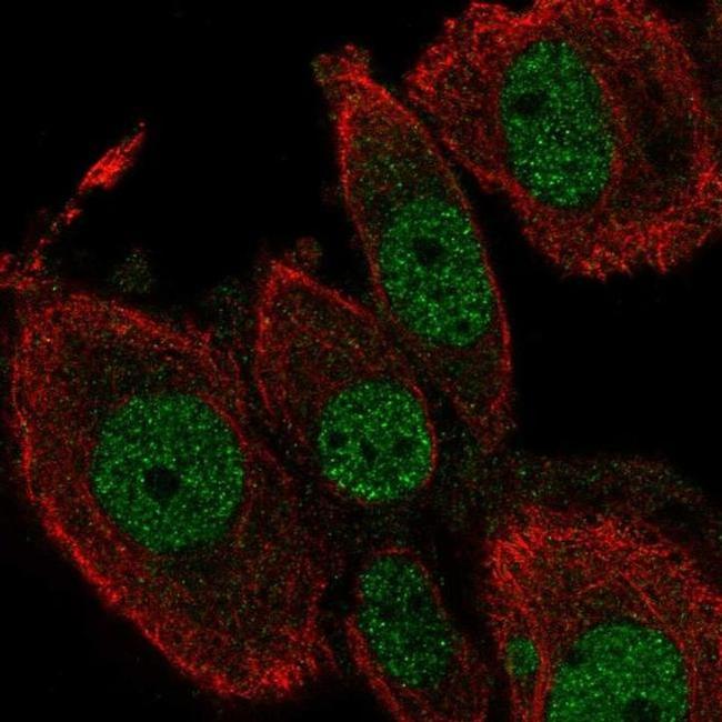 TEAD2 Antibody in Immunocytochemistry (ICC/IF)