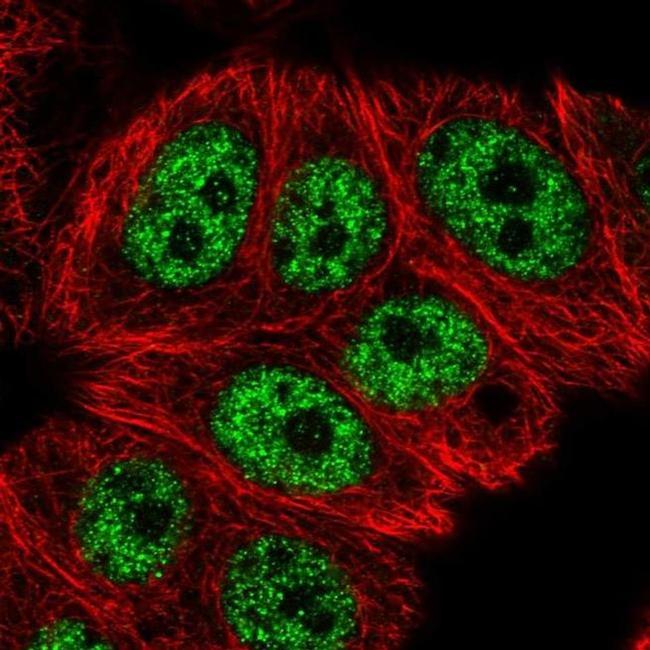 RCL1 Antibody in Immunocytochemistry (ICC/IF)