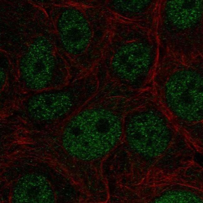 E4F1 Antibody in Immunocytochemistry (ICC/IF)