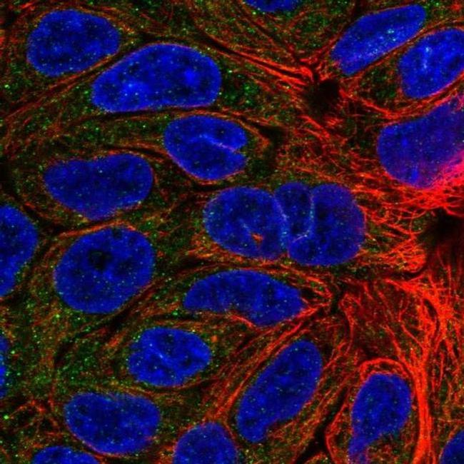 KCNMB4 Antibody in Immunocytochemistry (ICC/IF)