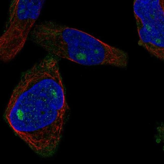 CUZD1 Antibody in Immunocytochemistry (ICC/IF)