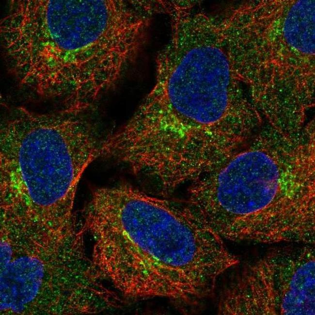 BRUCE Antibody in Immunocytochemistry (ICC/IF)