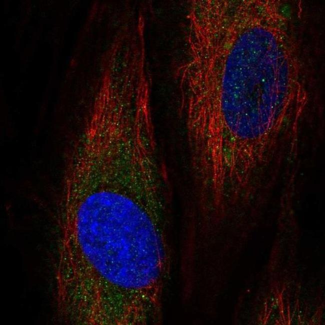 ASNSD1 Antibody in Immunocytochemistry (ICC/IF)