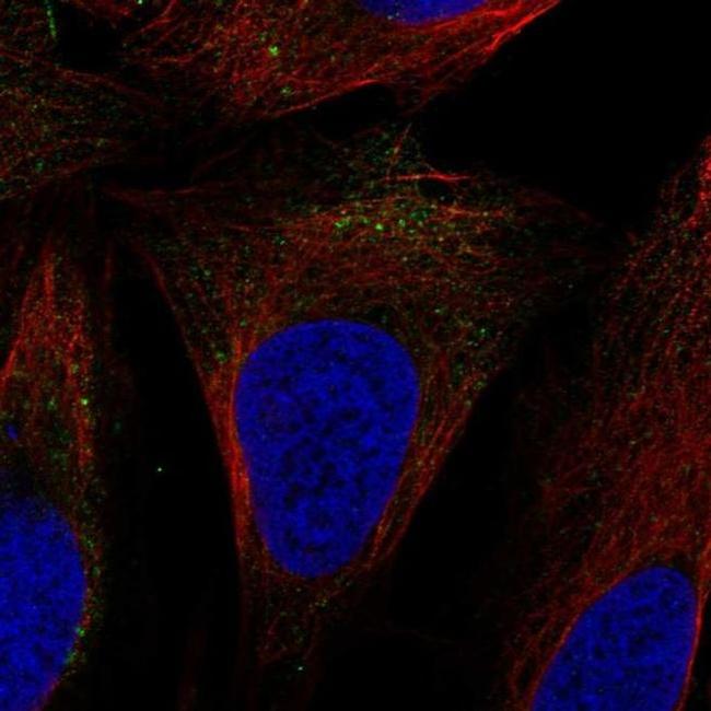 SLC9A7 Antibody in Immunocytochemistry (ICC/IF)