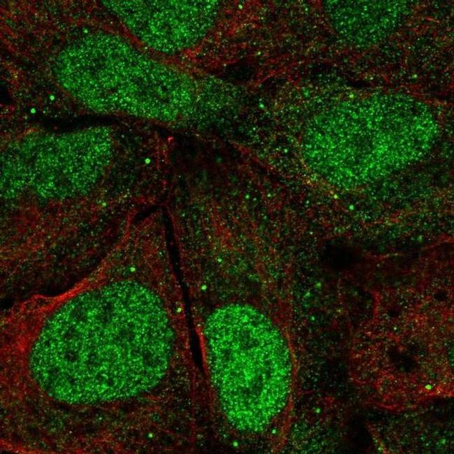 Argonaute 3 Antibody in Immunocytochemistry (ICC/IF)