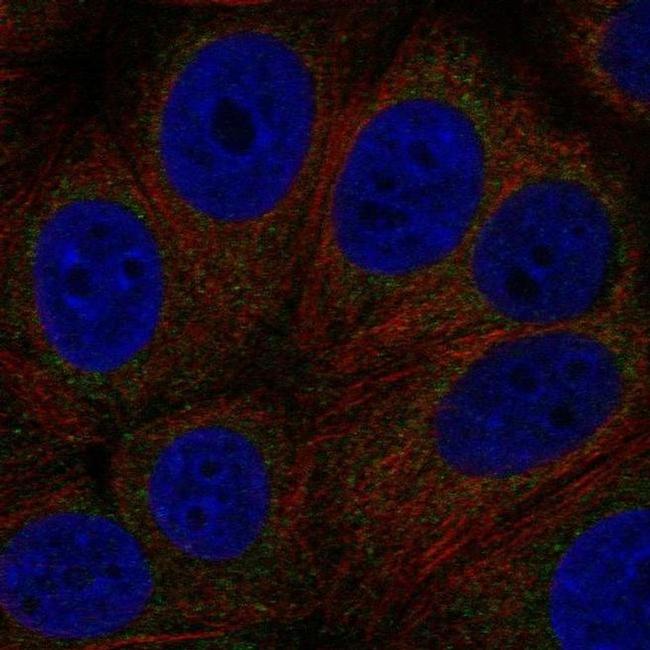 GPR89A Antibody in Immunocytochemistry (ICC/IF)