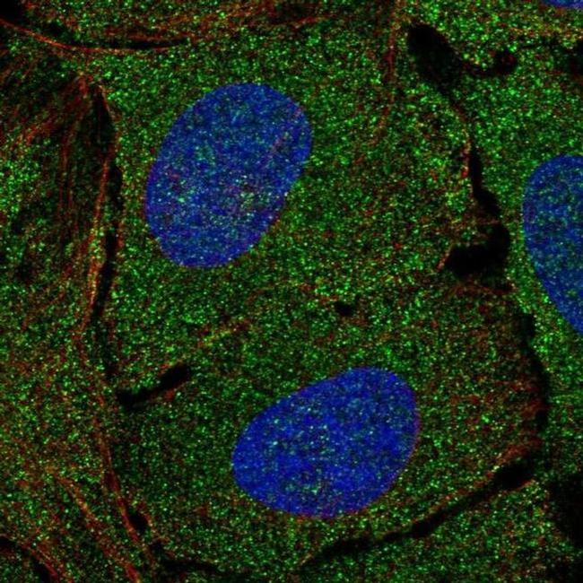 Mgea5 Antibody in Immunocytochemistry (ICC/IF)