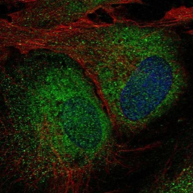 UBXN8 Antibody in Immunocytochemistry (ICC/IF)