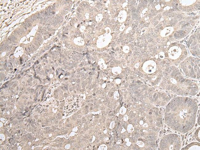 ZNF138 Antibody in Immunohistochemistry (Paraffin) (IHC (P))