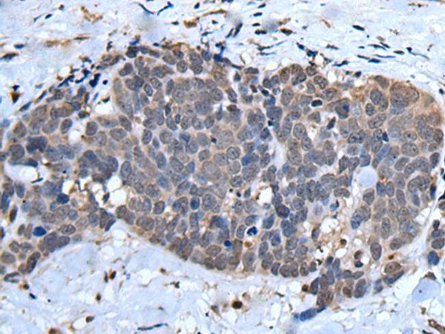 UFM1 Antibody in Immunohistochemistry (Paraffin) (IHC (P))