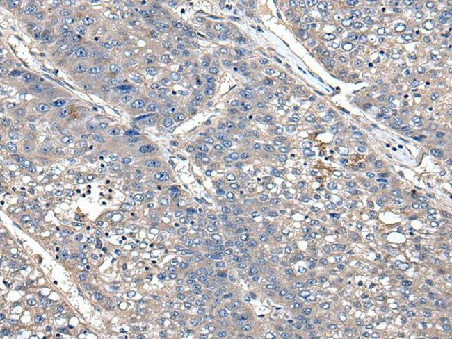 XDH Antibody in Immunohistochemistry (Paraffin) (IHC (P))