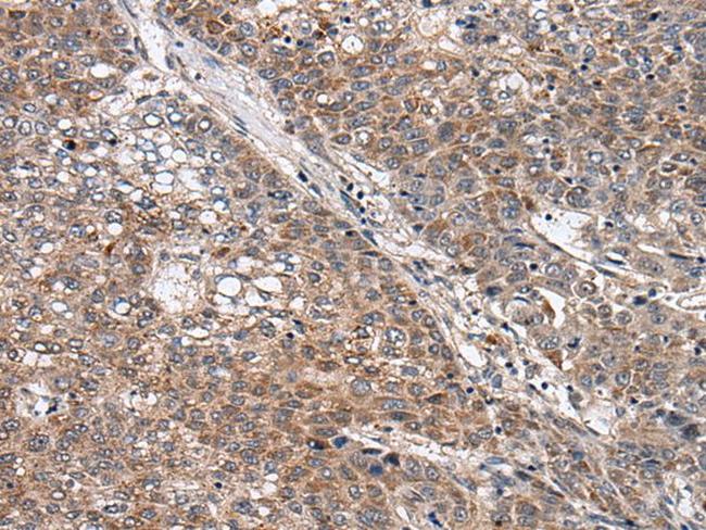 WNT9B Antibody in Immunohistochemistry (Paraffin) (IHC (P))