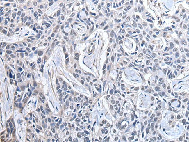 PPIG Antibody in Immunohistochemistry (Paraffin) (IHC (P))