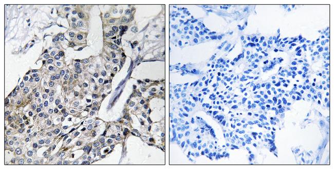 GBP4 Antibody in Immunohistochemistry (Paraffin) (IHC (P))