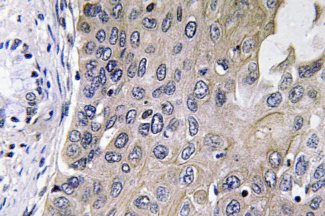 GUCY1A1 Antibody in Immunohistochemistry (Paraffin) (IHC (P))