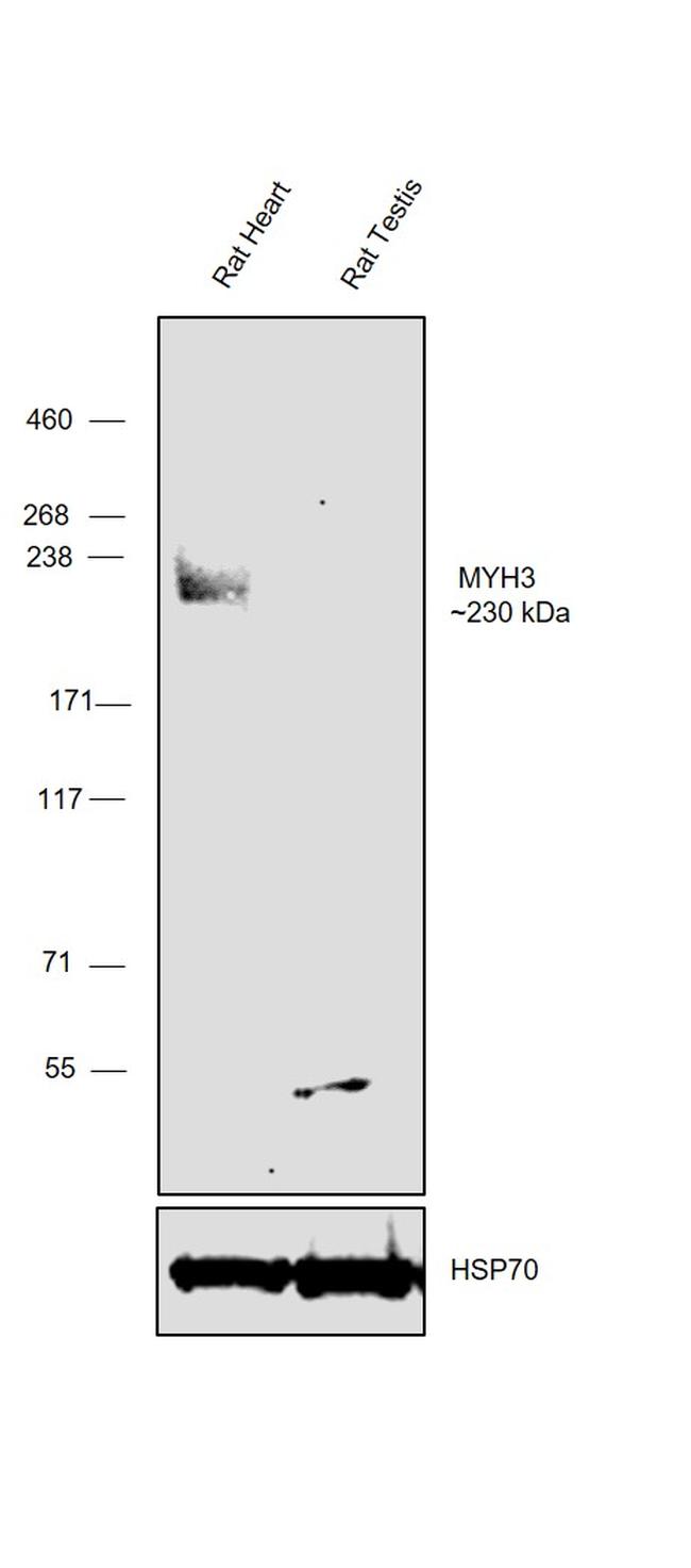 MYH3 Antibody in Western Blot (WB)