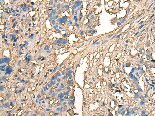 CELA1 Antibody in Immunohistochemistry (Paraffin) (IHC (P))