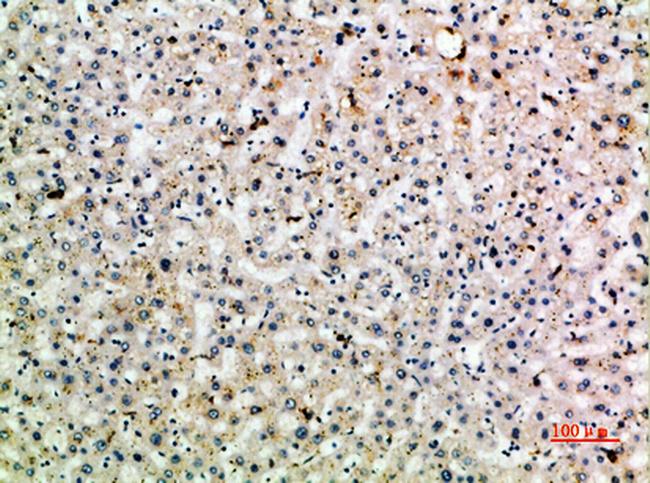 CD299 (DC-SIGN/L) Antibody in Immunohistochemistry (Paraffin) (IHC (P))