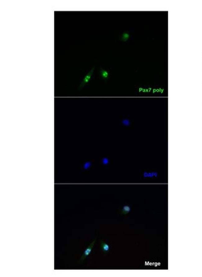 PAX7 Antibody in Immunocytochemistry (ICC/IF)