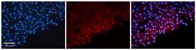 FosB Antibody in Immunohistochemistry (IHC)