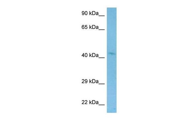 WNT2 Antibody in Western Blot (WB)