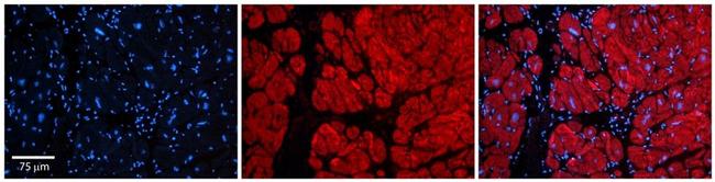 Tankyrase Antibody in Immunohistochemistry (Paraffin) (IHC (P))