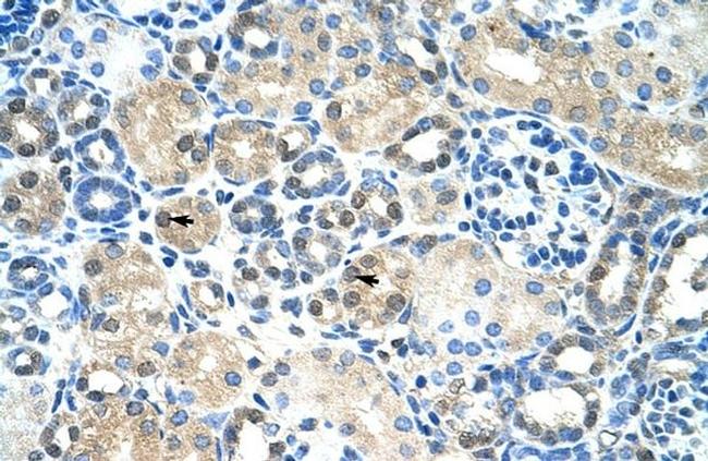 IER2 Antibody in Immunohistochemistry (IHC)