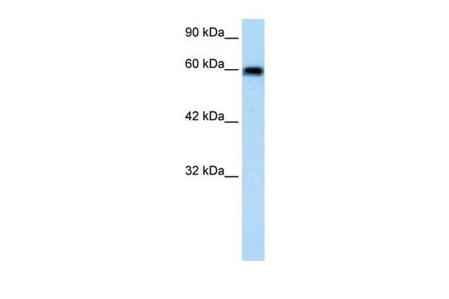 Bestrophin 4 Antibody in Western Blot (WB)