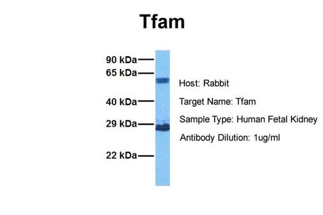 TFAM Antibody in Western Blot (WB)