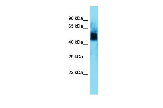 UNCX Antibody in Western Blot (WB)