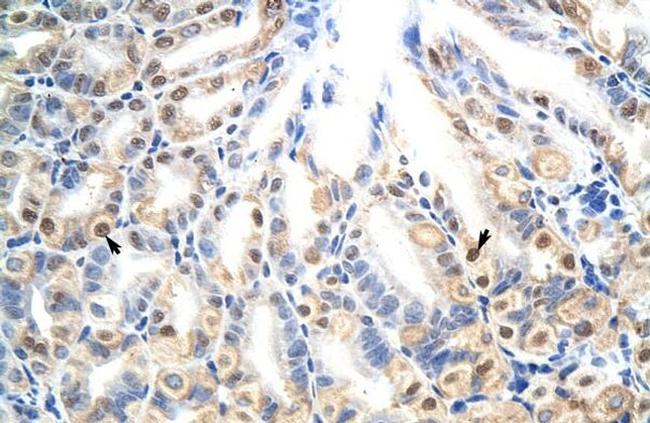 E2F7 Antibody in Immunohistochemistry (IHC)