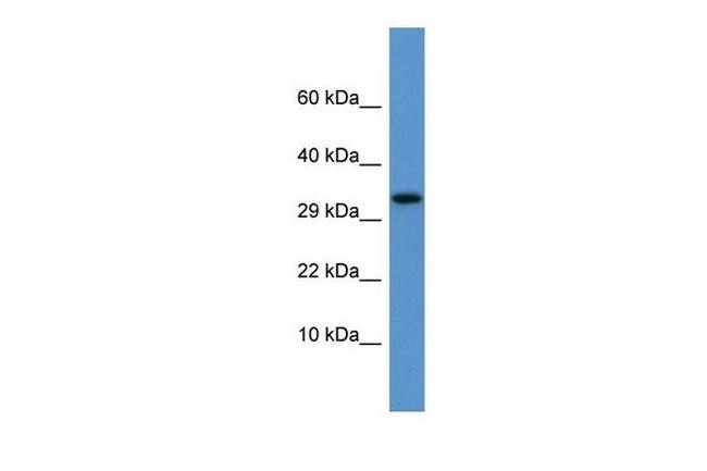 Apolipoprotein F Antibody in Western Blot (WB)