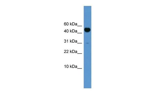 BMP-10 Antibody in Western Blot (WB)