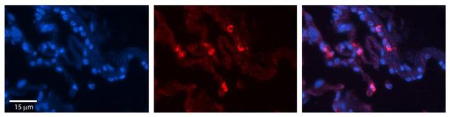 HLA-F Antibody in Immunohistochemistry (Paraffin) (IHC (P))