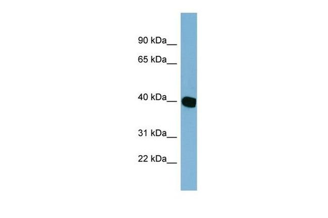 NOXRED1 Antibody in Western Blot (WB)