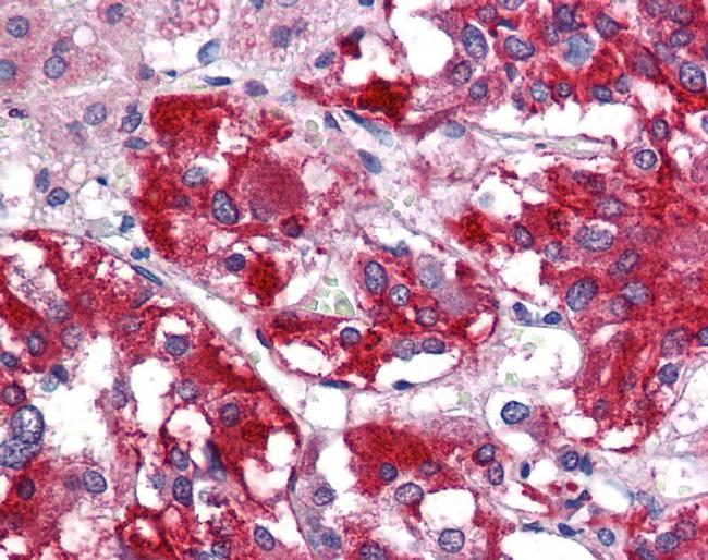 GAD67 Antibody in Immunohistochemistry (IHC)