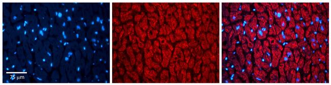 Thioredoxin 2 Antibody in Immunohistochemistry (Paraffin) (IHC (P))