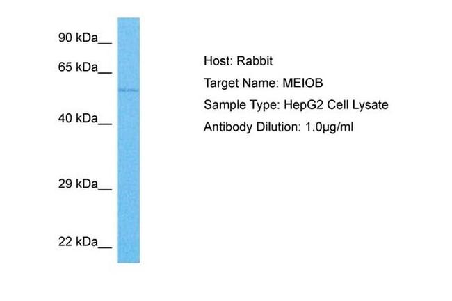 MEIOB Antibody in Western Blot (WB)