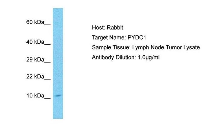 PYDC1 Antibody in Western Blot (WB)