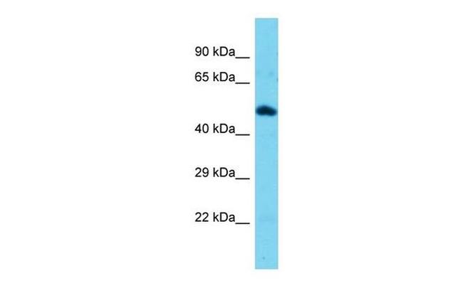 TEKT3 Antibody in Western Blot (WB)