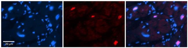 POU3F3 Antibody in Immunohistochemistry (Paraffin) (IHC (P))