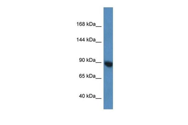 Argonaute 3 Antibody in Western Blot (WB)