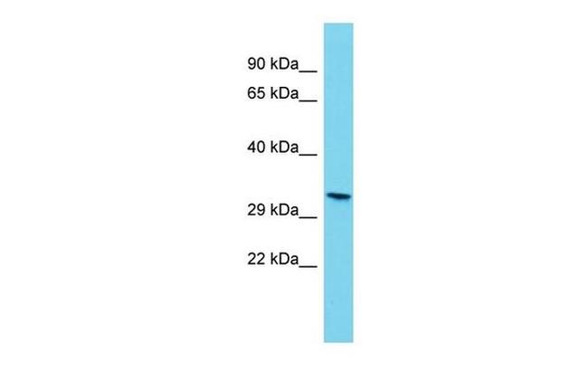 Olr806 Antibody in Western Blot (WB)