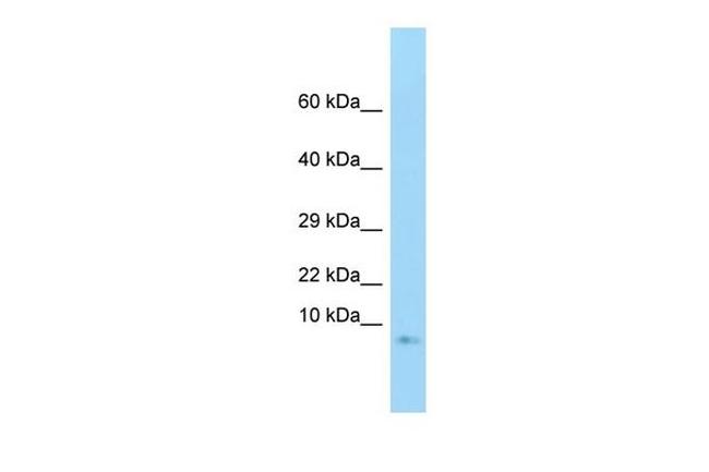 GNG3 Antibody in Western Blot (WB)