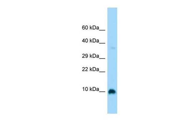 GNG4 Antibody in Western Blot (WB)