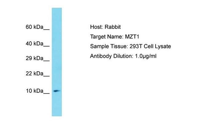 MZT1 Antibody in Western Blot (WB)