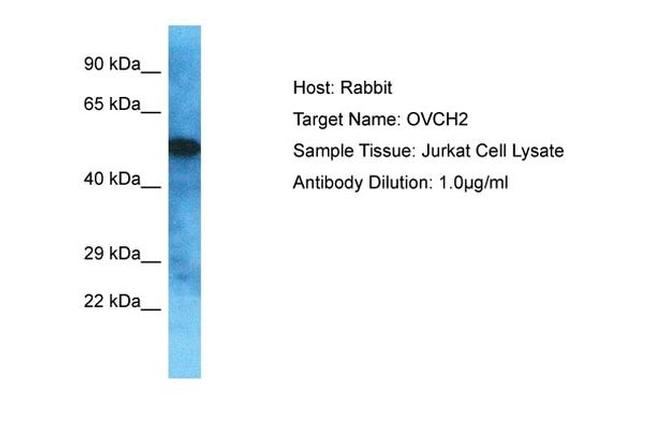 OVCH2 Antibody in Western Blot (WB)